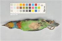 五色鳥藏品圖，第14張